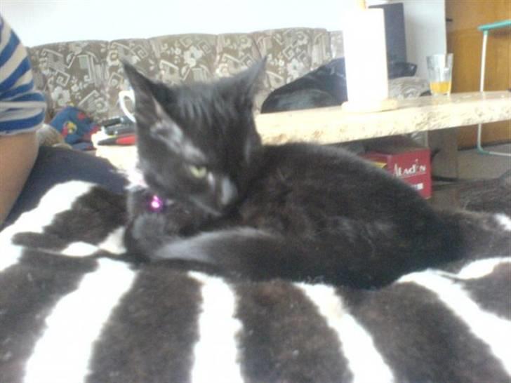 Huskat Sorte R.I.P :( billede 3