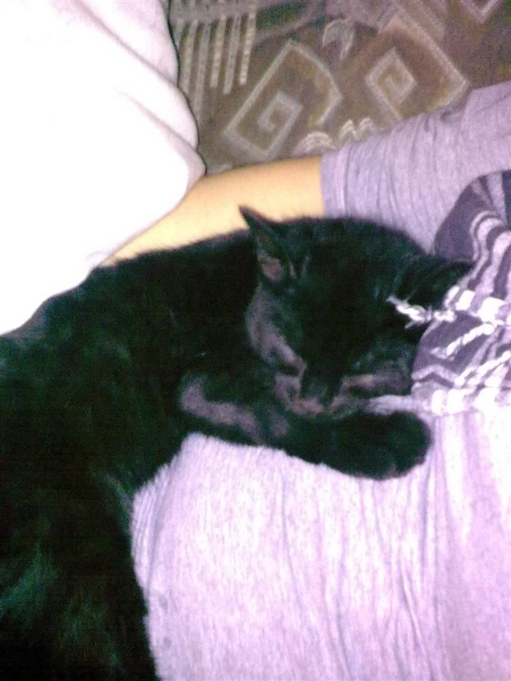 Huskat Sorte R.I.P :( billede 4