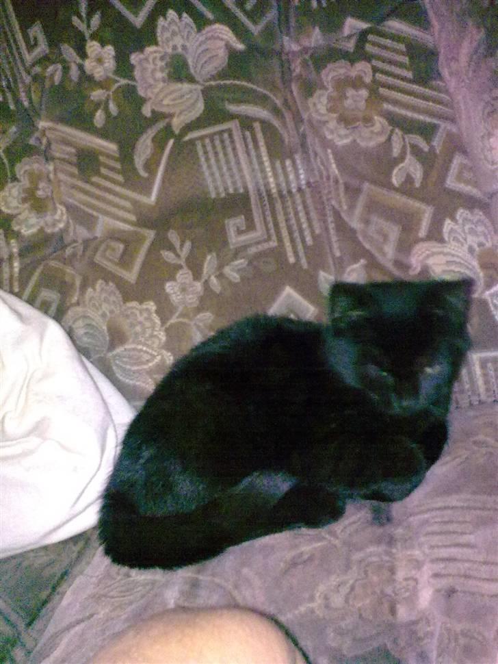 Huskat Sorte R.I.P :( billede 5