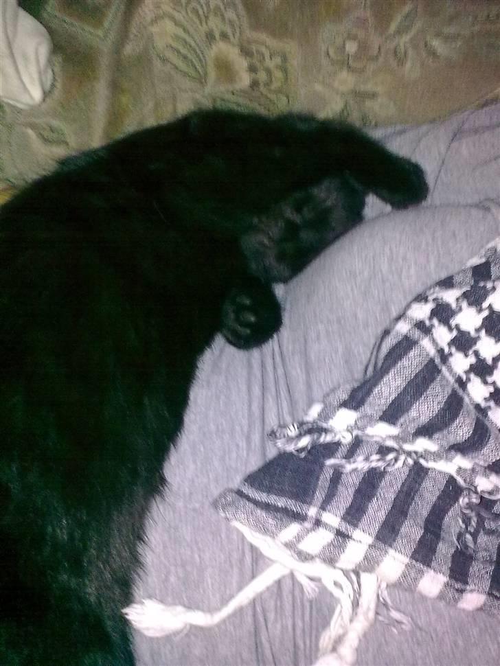 Huskat Sorte R.I.P :( billede 6