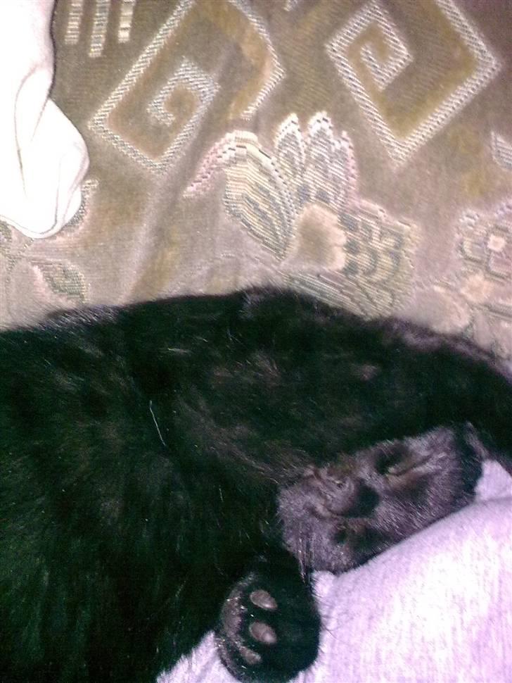 Huskat Sorte R.I.P :( billede 7