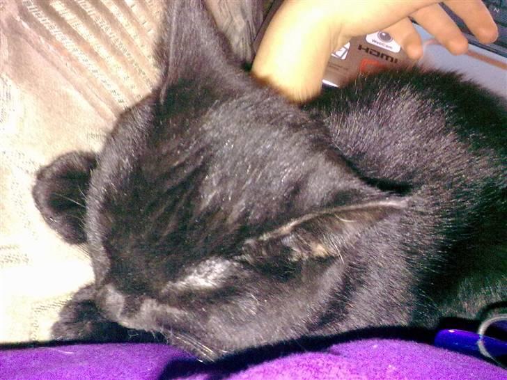 Huskat Sorte R.I.P :( billede 8