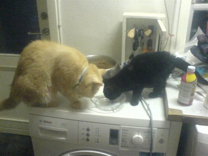 Huskat Sorte R.I.P :( billede 9