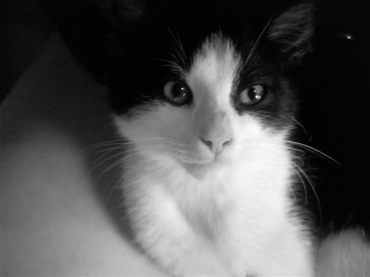 Blanding af racer Betty Boop - Her kan i se vivlen på næsen :) billede 1