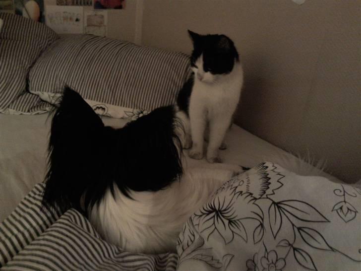 Blanding af racer Betty Boop - Efter en hård kamp med hunden, hvor Betty vandt :D billede 2