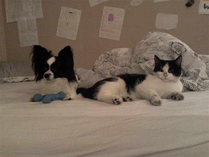 Blanding af racer Betty Boop - Så slapper de af :) billede 3