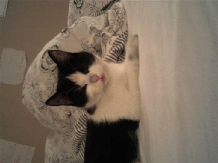 Blanding af racer Betty Boop - Her ligger hun så, med tunden ude :D billede 4