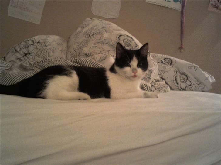 Blanding af racer Betty Boop billede 5