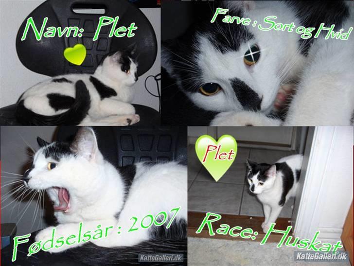 Huskat Plet * død i 2010 * billede 13