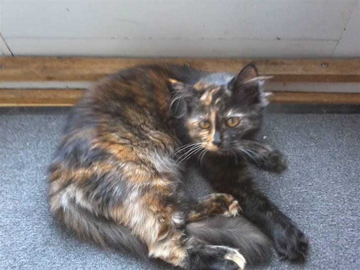 Maine Coon Zena billede 1