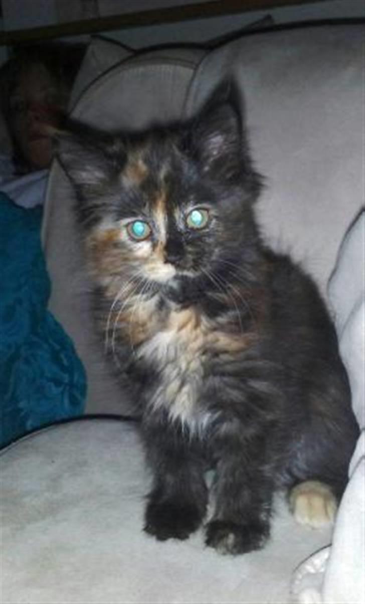 Maine Coon Zena billede 2