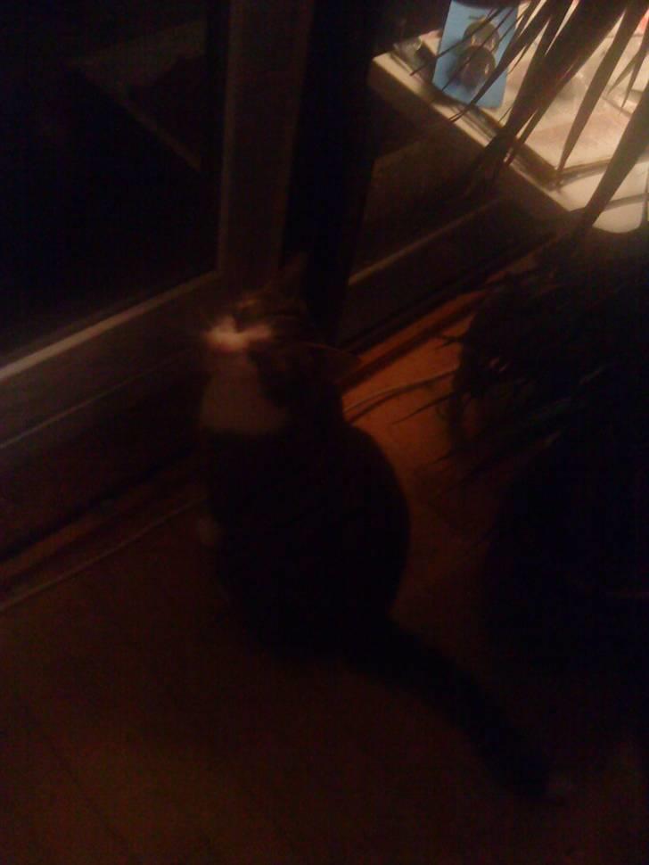 Blanding af racer Hubert //Død// billede 7