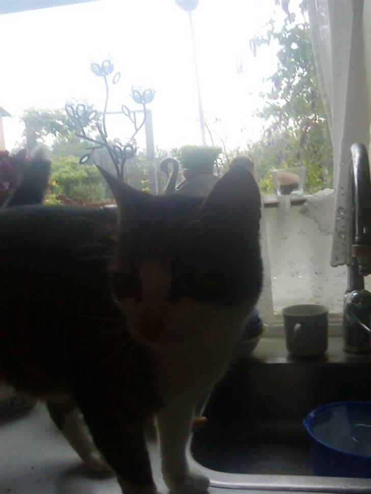 Blanding af racer Hubert //Død// billede 8