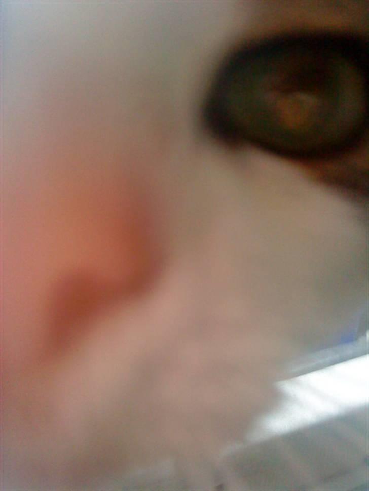 Blanding af racer Hubert //Død// billede 9