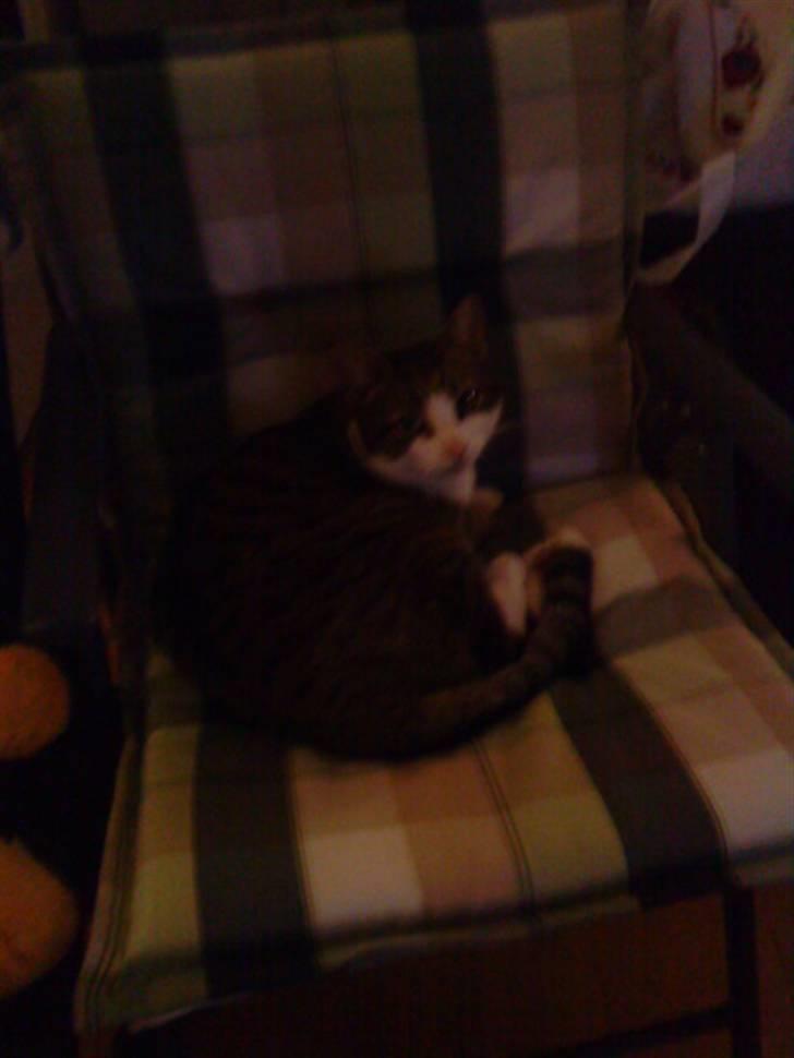 Blanding af racer Hubert //Død// billede 10