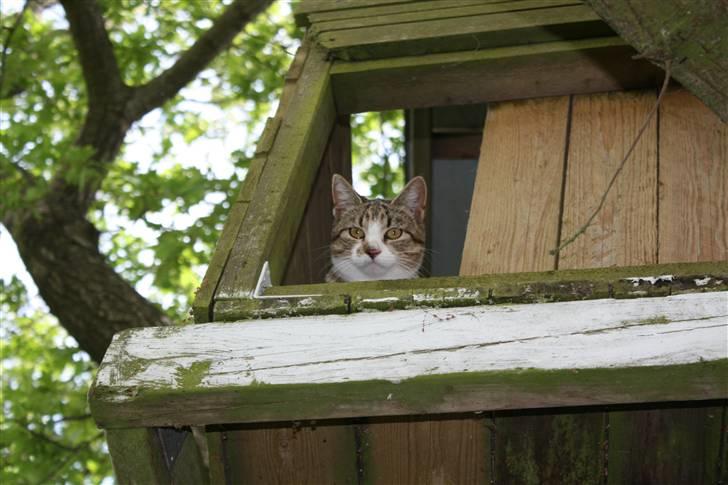 Huskat Millions | †Mille† | billede 2