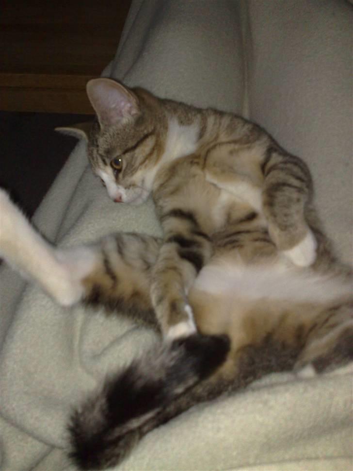 Huskat Millions | †Mille† | billede 3