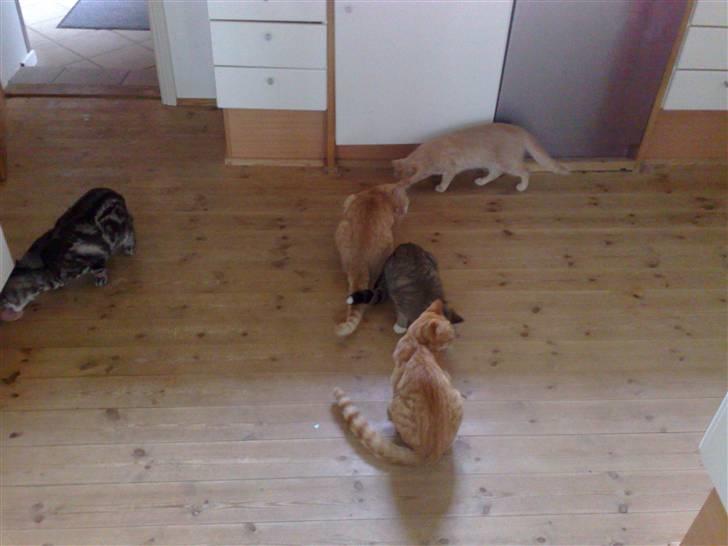 Huskat Millions | †Mille† | billede 4