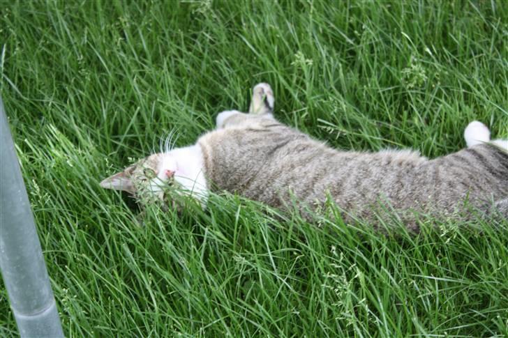 Huskat Millions | †Mille† | billede 6