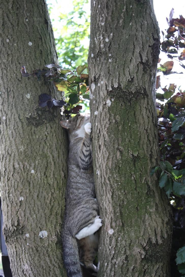 Huskat Millions | †Mille† | billede 7