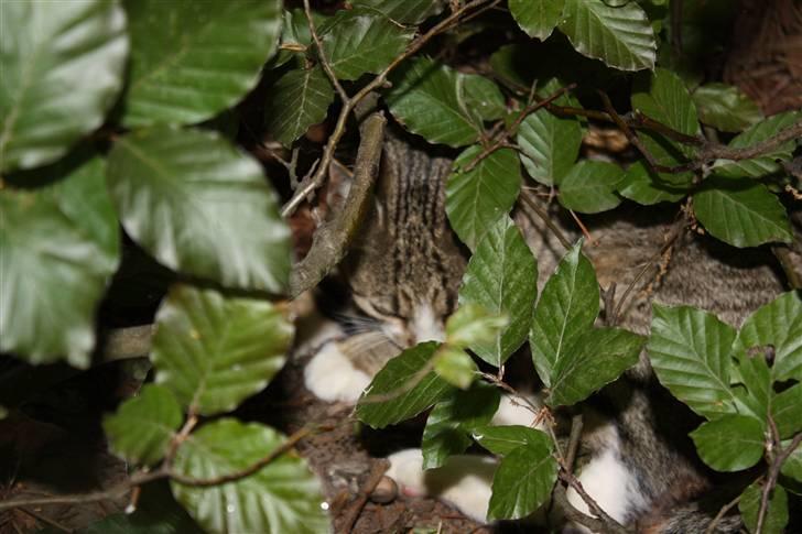 Huskat Millions | †Mille† | billede 8