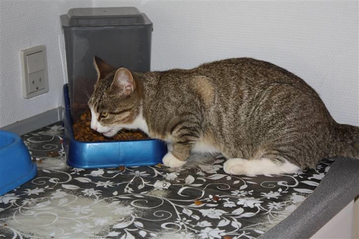 Huskat Millions | †Mille† | billede 9