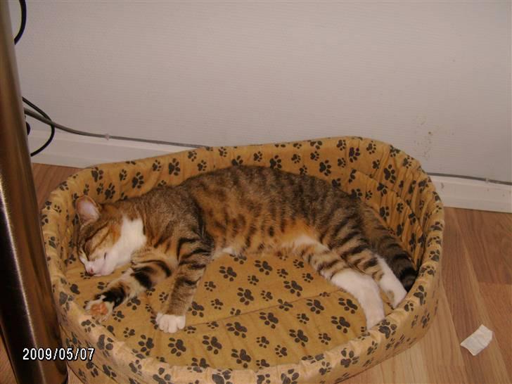 Huskat Millions | †Mille† | billede 11