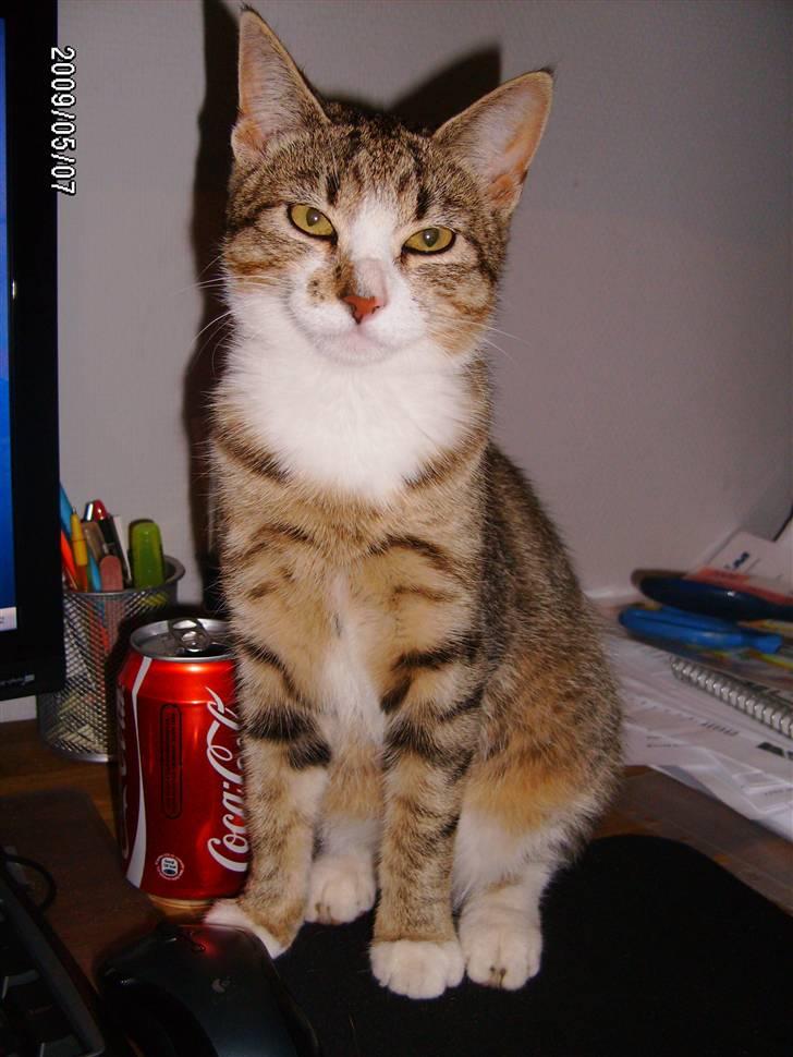 Huskat Millions | †Mille† | billede 12