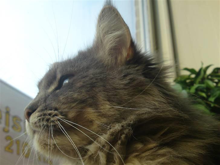 Maine Coon Fie - yndlingsplads nr.1 - vindueskarmen! billede 1