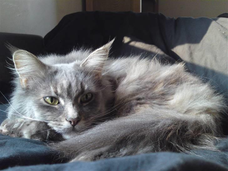 Maine Coon Fie billede 2