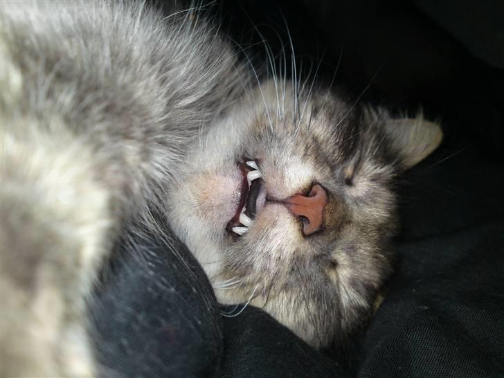 Maine Coon Fie billede 3