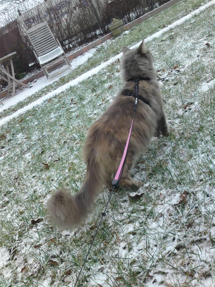 Maine Coon Fie - Fie i snor første gang... billede 4