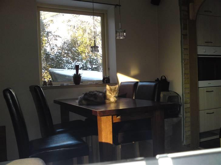 Maine Coon Fie - Fie nyder solen.......Men Fiemis - må du godt være på bordet????? billede 5