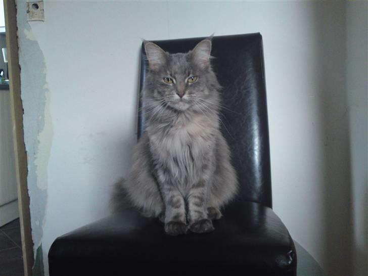 Maine Coon Fie - Sådan ser hun ud lige nu(slut januar 2010) billede 6