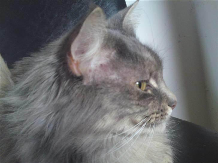 Maine Coon Fie billede 7