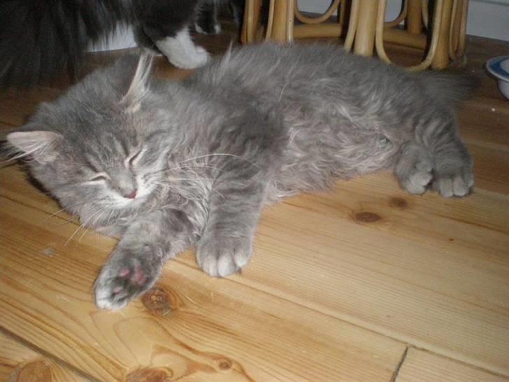 Blanding af racer R.I.P Nala billede 7