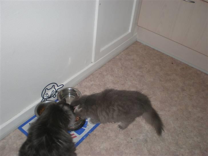 Blanding af racer R.I.P Nala billede 8