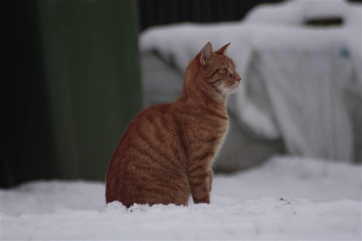 Huskat Millions | Buster | billede 1