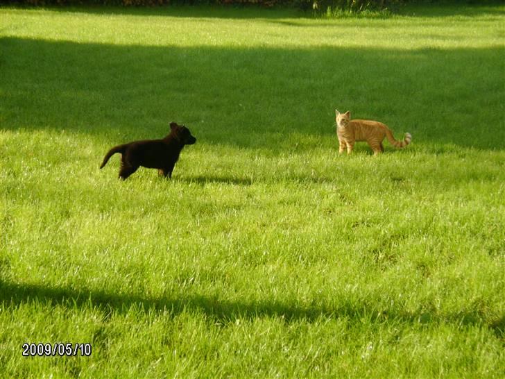 Huskat Millions | Buster | billede 2