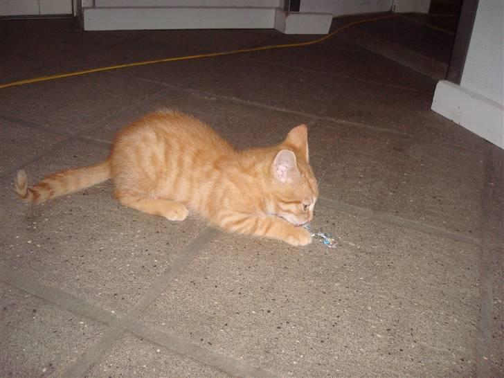 Huskat Millions | Buster | billede 3