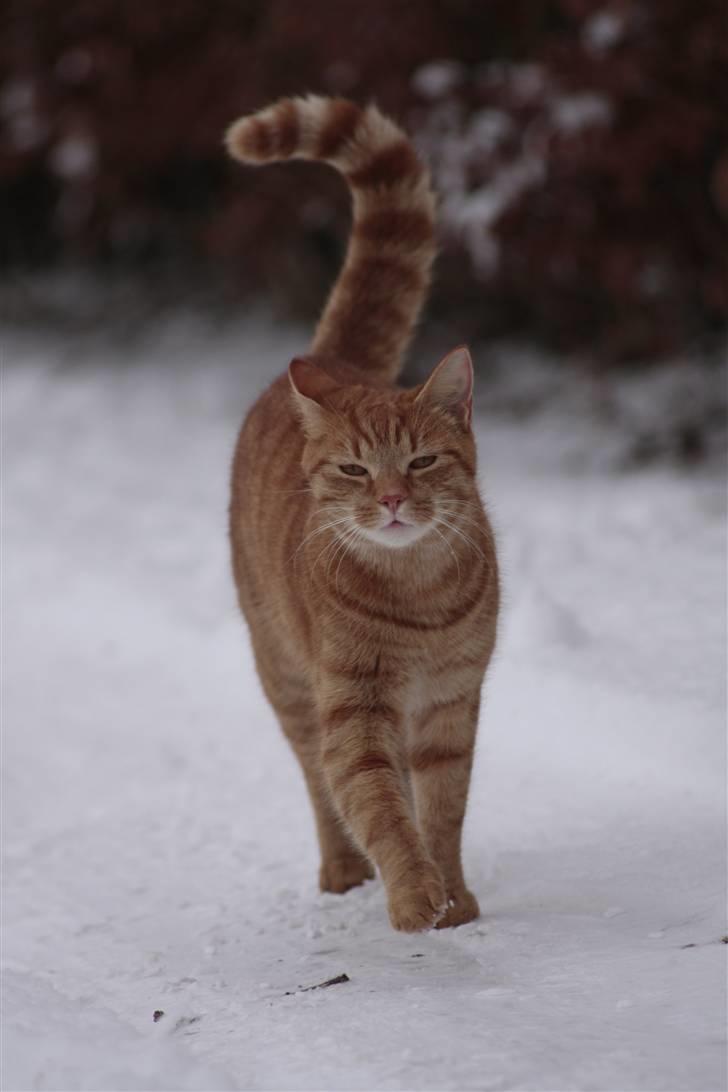 Huskat Millions | Buster | billede 4