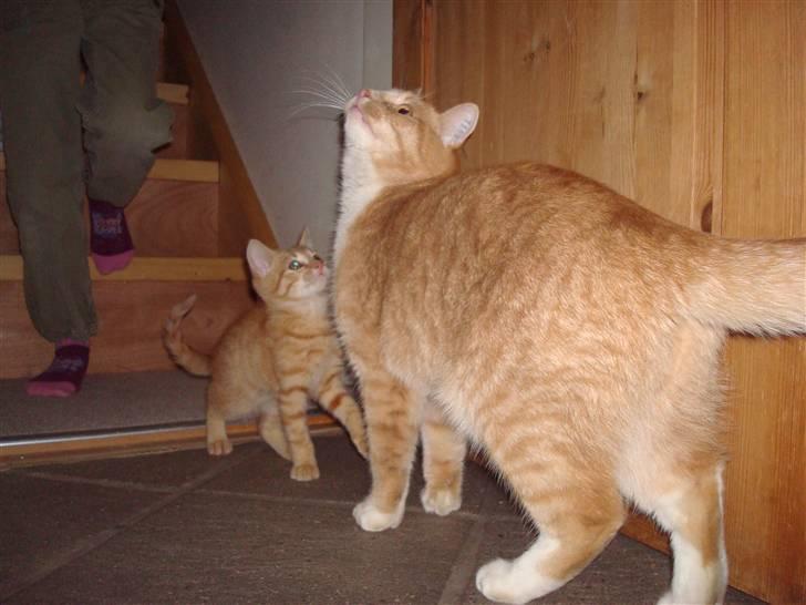 Huskat Millions | Buster | billede 5