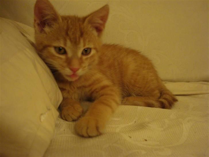 Huskat Millions | Buster | billede 6