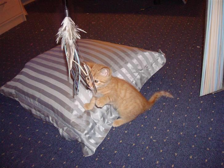 Huskat Millions | Buster | billede 7