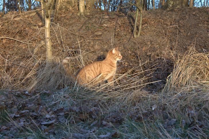 Huskat Millions | Buster | billede 8