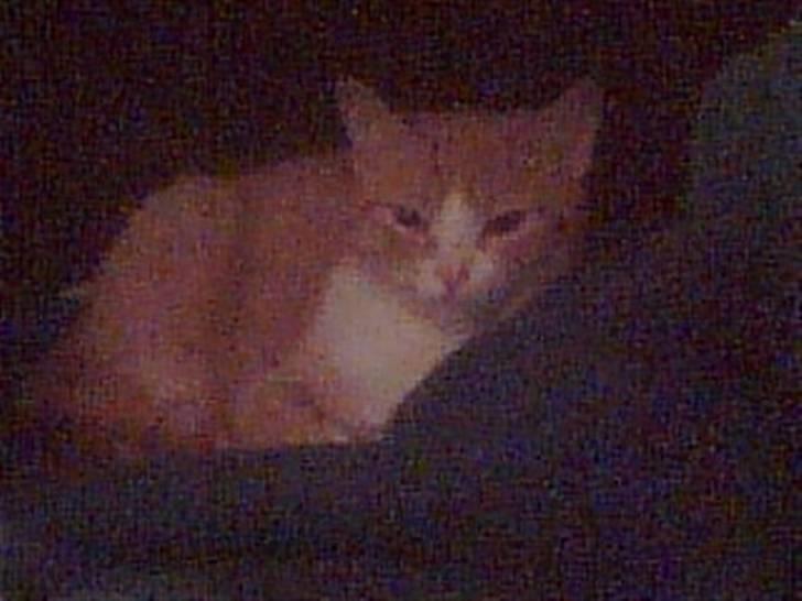 Huskat Garfield billede 1