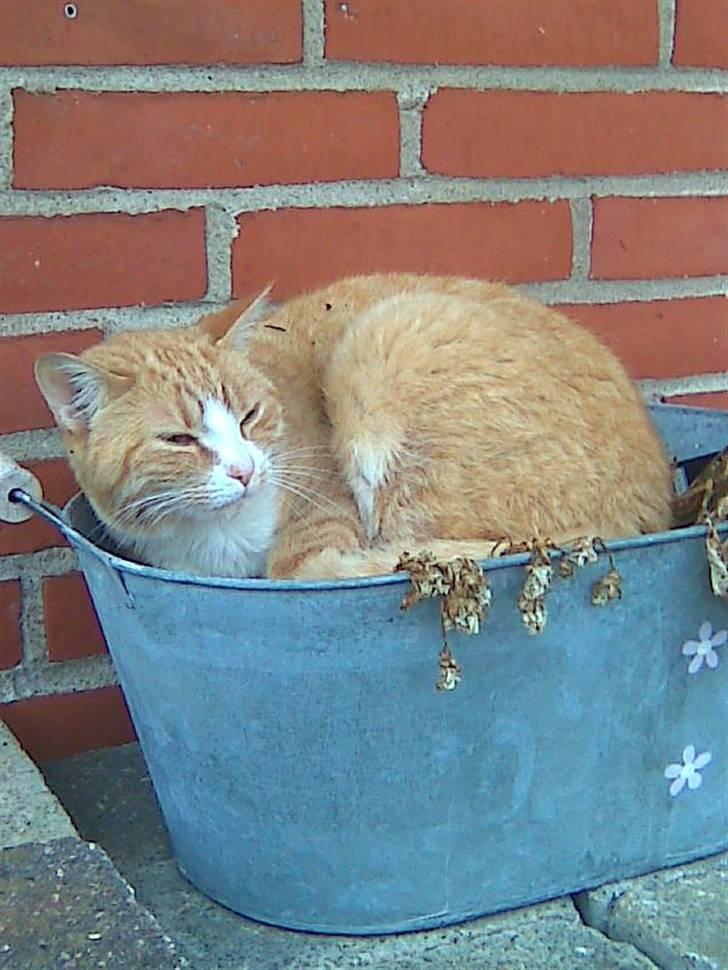 Huskat Garfield billede 2