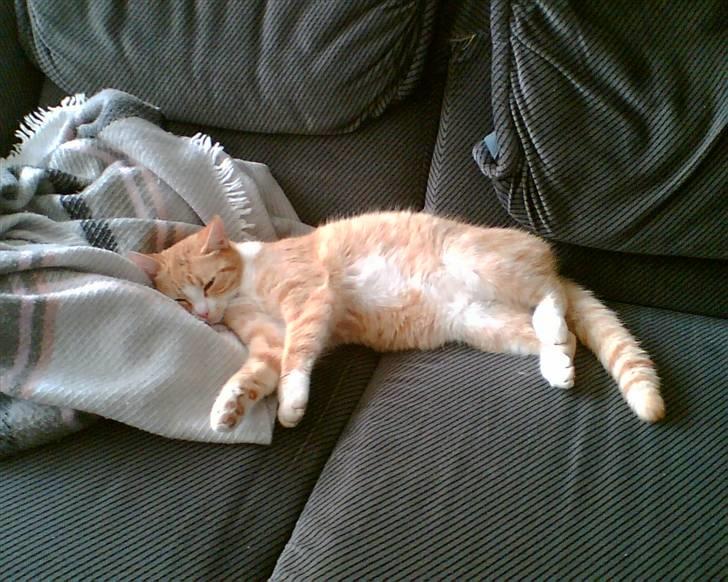 Huskat Garfield billede 3