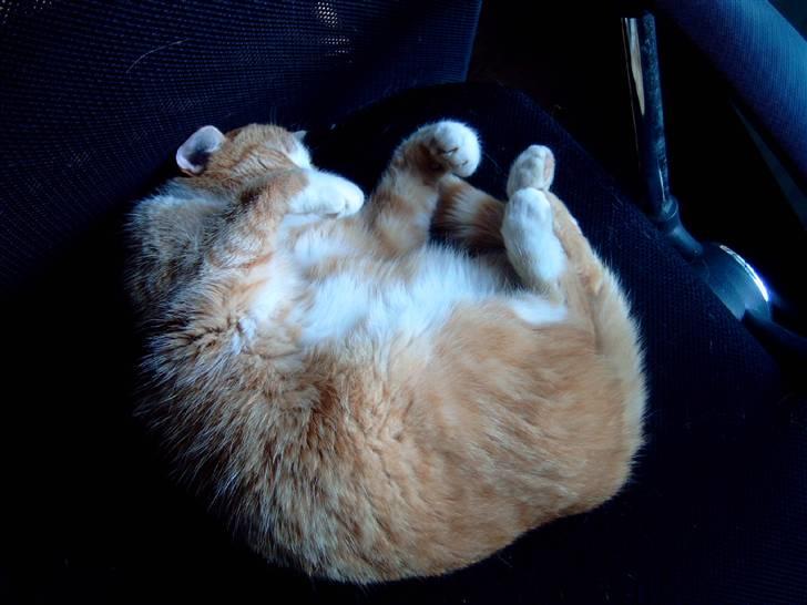 Huskat Garfield billede 4