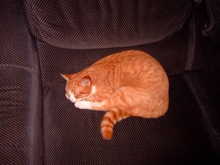 Huskat Garfield billede 5